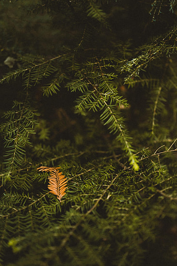 Needle, Macro, Wood, Tree, Branch HD phone wallpaper