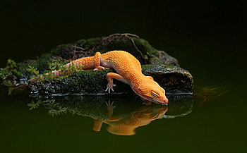 Lizard , Scale patterns, Sunbathing reptiles, Colorful species HD wallpaper