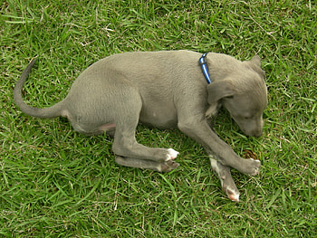 tired puppy, cute, puppy HD wallpaper