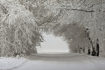 Landscape, Winter, Trees, Snow HD wallpaper