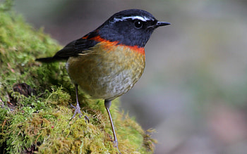 Animals, Macro, Bird, Moss, Plumage HD wallpaper