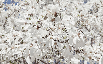 Plants, Flowers HD wallpaper