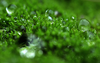 Grass, Macro, Shine, Light, Surface, Dew HD wallpaper