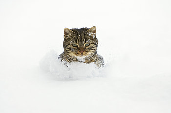 Animals, Snow, Cat, Muzzle, Playful HD wallpaper