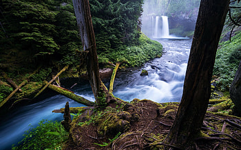 Willamette National Forest, Oregon, river, trees, waterfall, rocks, usa HD wallpaper