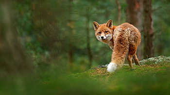 Fox, animal, orange, green, vulpe HD wallpaper