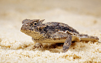 Animals, Sand, Lizard, Reptile HD wallpaper