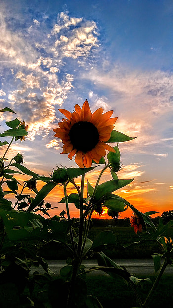Sunflower, Sunset HD phone wallpaper