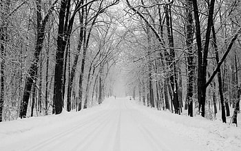 Winter, Nature, Trees, Snow, Road, Park HD wallpaper