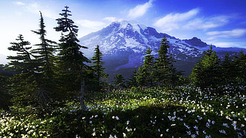 Beautiful avalanche lilies with a great view of Mount Rainier, Washington, wildflowers, blossoms, landscape, clouds, trees, sky, usa, mountain HD wallpaper