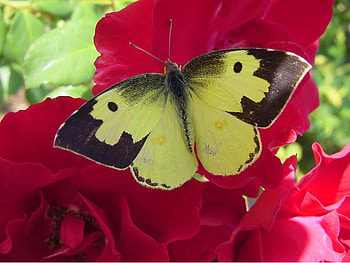 Butterfly, animal, flowers, roses HD wallpaper