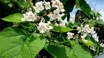Northern catalpa, Attention grabber, Arbor Day Blog HD wallpaper