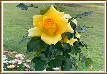BEAUTIFUL YELLOW ROSE, FLOWER, PRETTY, NATURE HD wallpaper