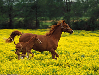 farm , Endless possibilities, Rural charm, Genuine and authentic HD wallpaper