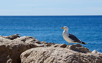 Sea and Seagull, sea, bird, seagull, rock HD wallpaper