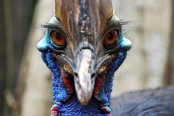 Ancient humans and cassowaries, Prehistoric bird connection, Mutual dependence, Fascinating archaeological discovery HD wallpaper