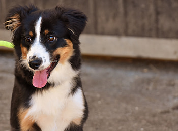Animals, Dog, Muzzle, Protruding Tongue, Tongue Stuck Out HD wallpaper
