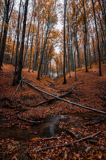 Discover a serene autumn forest path with vibrant fall foliage and scattered leaves. HD phone wallpaper