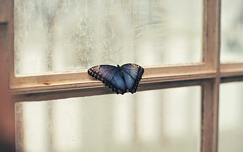 Butterfly Sitting On Window Side , butterfly, animals HD wallpaper