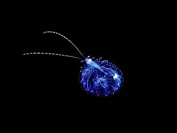 Transparent Animal, animal, cool, , transparent HD wallpaper
