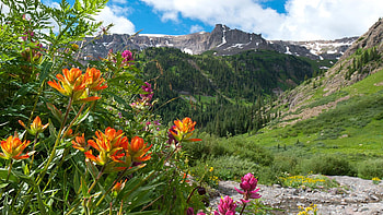San Juans Indian Paintbrush, Outside of Ouray, Colorado, landscape, sky, flowers, mountains, trees HD wallpaper