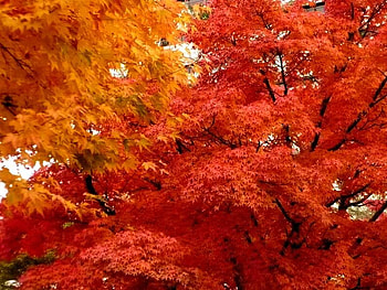 Seeing Red, trees, leaves, orange, red HD wallpaper