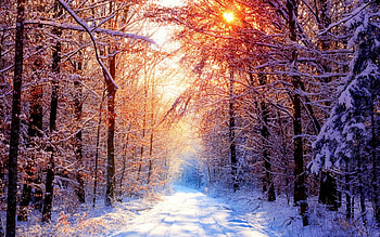 Winter Beauty, Winter, Sunrise, Snow, Trees, Beauty, Sun HD wallpaper