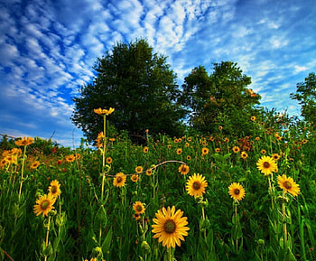 Sunflower Field, nature, field, tree, flower HD wallpaper
