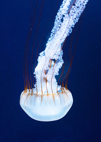 Animals, Jellyfish, Underwater World, Tentacles, Ropalia HD phone wallpaper