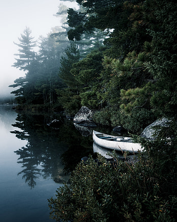 Nature, Trees, Lake, Branches, Fir, Spruce, Boat HD phone wallpaper