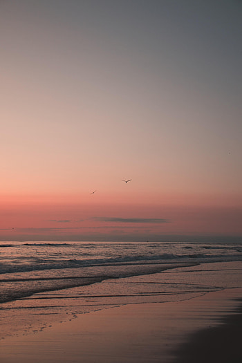 Nature, Birds, Sunset, Beach, Sand HD phone wallpaper