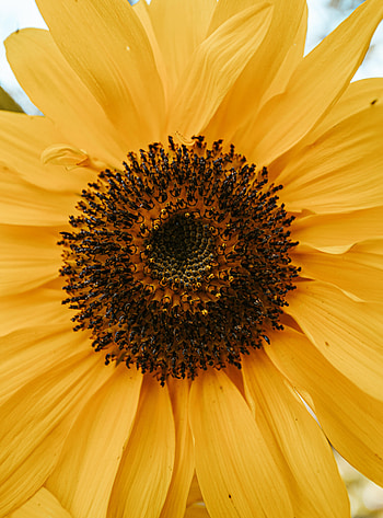 Flowers, Flower, Macro, Petals, Yellow Flower HD phone wallpaper