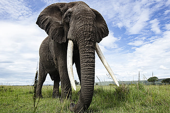 Kenya New Years Masai Mara, tour 2022 HD wallpaper