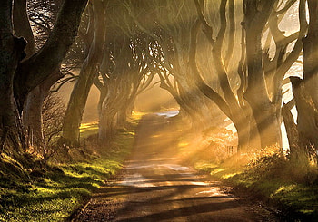 Walk in the gold, golden, rays, sunlight, path, green, trees, forest HD wallpaper