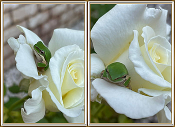 FROG IN FLOWER COLLAGE, FLOWER, FROG, COLLAGE HD wallpaper