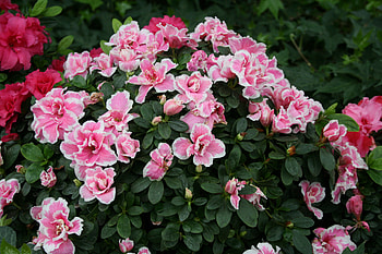 A day with my camera at the Pyramids 31, Azaleas, pink, graphy, green, red, Flowers, garden HD wallpaper
