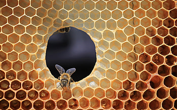 Beehive, Honeycomb structure, Nature's architecture, Pollination process HD wallpaper