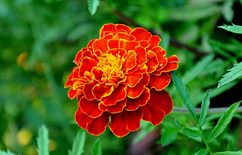 Plants, Flowers HD wallpaper