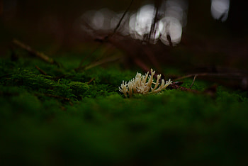 Mashrooms, Macro, Close-Up, Moss HD wallpaper