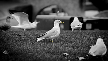 Animals, Birds, Seagulls, Stroll, Bw, Chb, Flock HD wallpaper