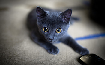 Home alone, animal, kitten, black, cute, cat HD wallpaper