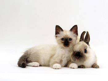 Kitten and bunny, backgrounds, Cute duo, Adorable charm HD wallpaper