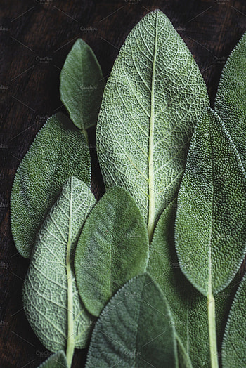 Leaves, Sage (Herb) HD phone wallpaper