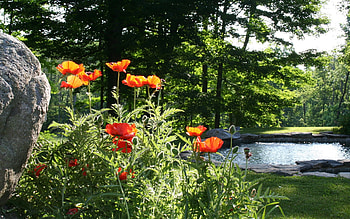 Poppies by Pond, poppies, trees, grass, rock, pond HD wallpaper