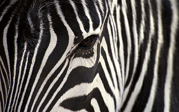 Animals, Zebra, Eyes, Stripes, Streaks HD wallpaper