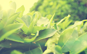 Grass, Leaves, Macro, Shine, Light, Bright HD wallpaper