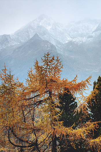 Nature, Trees, Mountains, Pine, Fog, Needles HD phone wallpaper