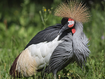 Grey crowned crane , bird backgrounds, Beautiful plumage, Elegant bird HD wallpaper