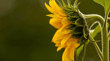 Flower, Plant, Macro, Petals HD wallpaper