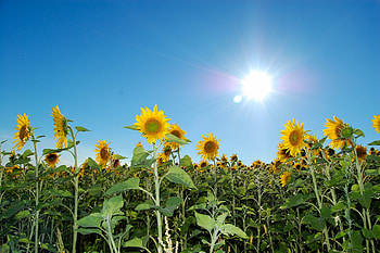 field of sunflowers, sunny, summer, sky, flowers, sunflower HD wallpaper